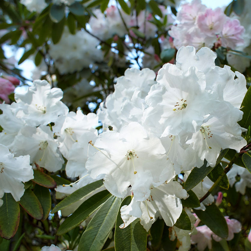 White Rhododendron Bush for Sale - PlantingTree.com - 1 Gallon