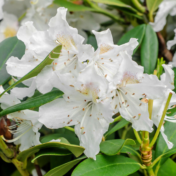 White rhododendron on sale