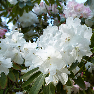 White Rho White Rhododendron Bush for Sale - PlantingTree.com - PlantingTree