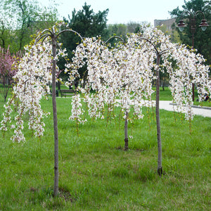White Weeping Cherry Tree