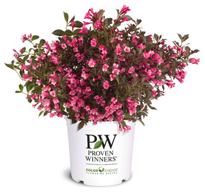 Wine & Roses® Weigela