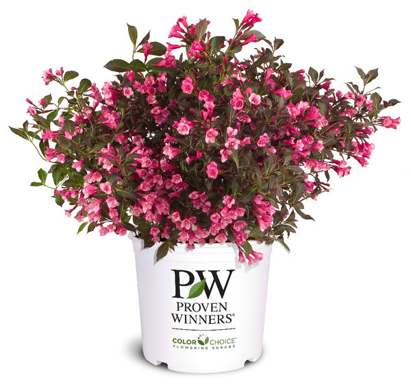 Wine & Roses® Weigela