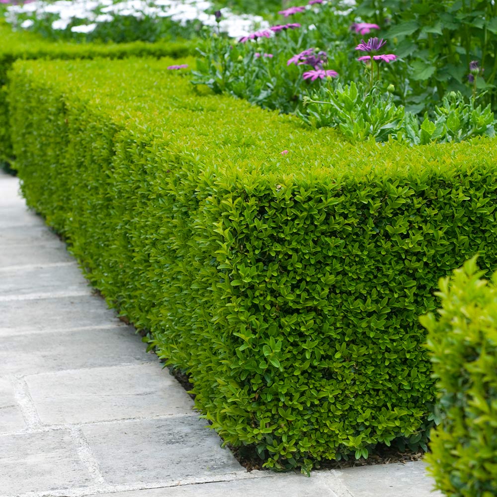 Wintergreen Boxwood Wintergreen Boxwood For Sale PlantingTree wintergreen-boxwood-wintergreen-boxwood-for-sale-plantingtree
